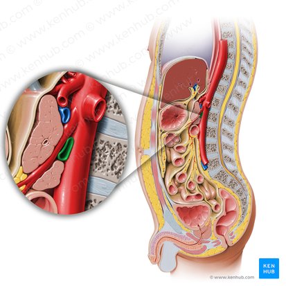 Left renal vein (Vena renalis sinistra); Image: Paul Kim