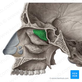 Superior nasal concha of ethmoid bone (Concha superior nasi ossis ethmoidalis); Image: Yousun Koh