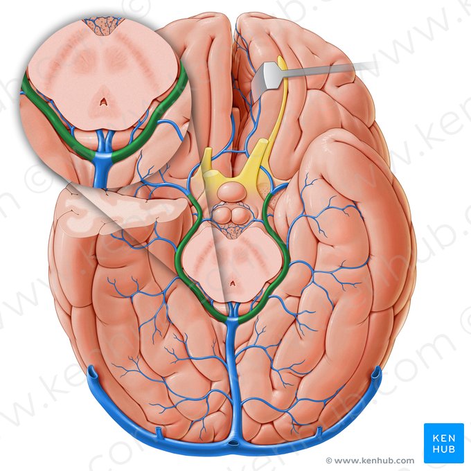 Veia basal (Vena basalis); Imagem: Paul Kim