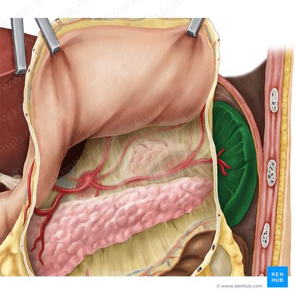 Splen (Milz); Bild: National Library of Medicine