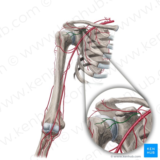 Ramo deltóideo da artéria toracoacromial (Ramus deltoideus arteriae thoracoacromialis); Imagem: Yousun Koh