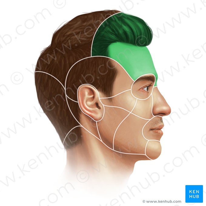 Região frontal (Regio frontalis); Imagem: Paul Kim