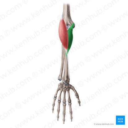 Pronator teres muscle (Musculus pronator teres); Image: Yousun Koh