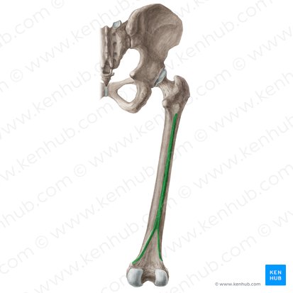 Linha áspera do fêmur (Linea aspera ossis femoris); Imagem: Liene Znotina