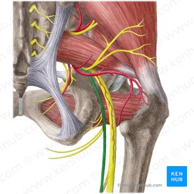 Nervio cutáneo posterior del muslo (Nervus cutaneus posterior femoris); Imagen: Liene Znotina