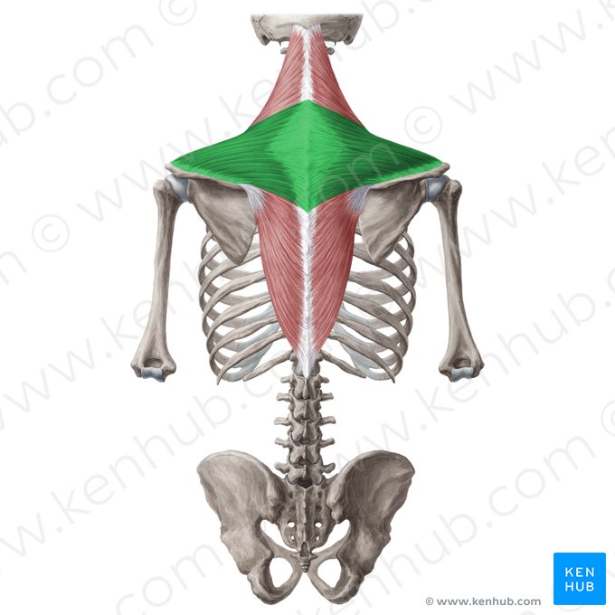 Partie transverse du muscle trapèze (Pars transversa musculi trapezii); Image : Yousun Koh