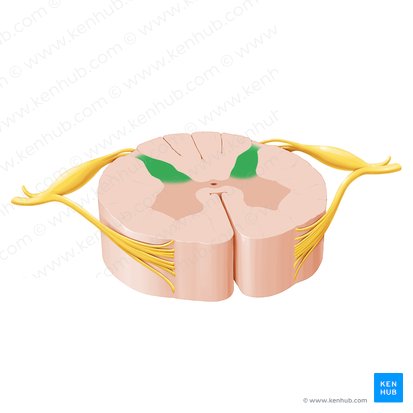 Asta posterior de la médula espinal (Cornu posterius medullae spinalis); Imagen: Paul Kim