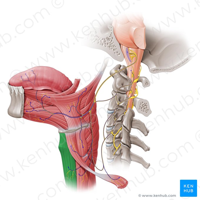 Sternohyoid muscle (Musculus sternohyoideus); Image: Paul Kim