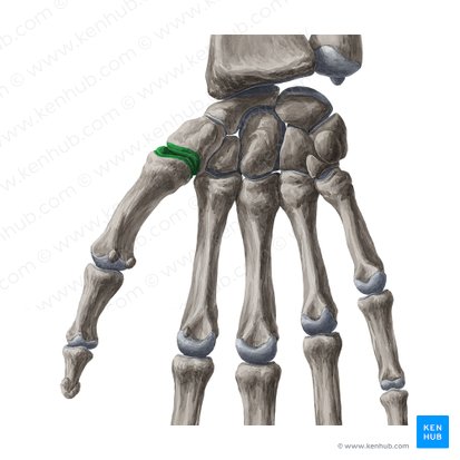 Saddle joint (Articulatio sellaris); Image: Liene Znotina