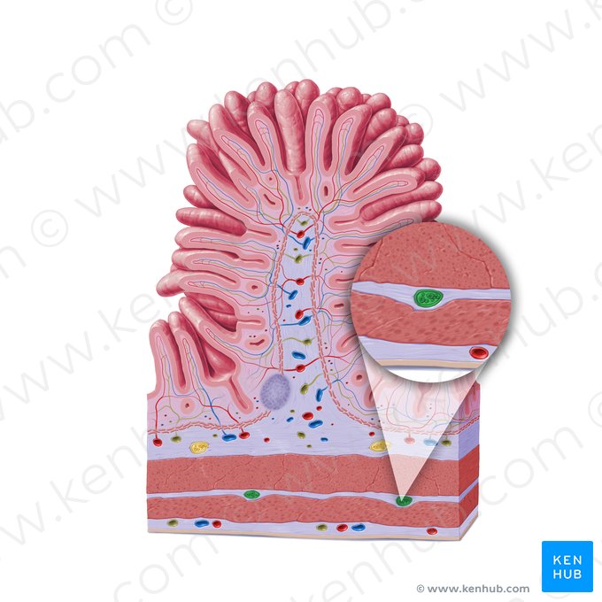 Myenteric plexus (of Auerbach) (Plexus myentericus); Image: Paul Kim