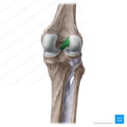 Anterior cruciate ligament (Ligamentum cruciatum anterius); Image: Liene Znotina