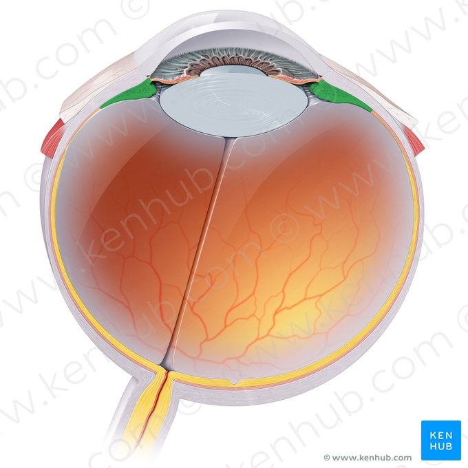 Cuerpo ciliar (Corpus ciliare); Imagen: Paul Kim