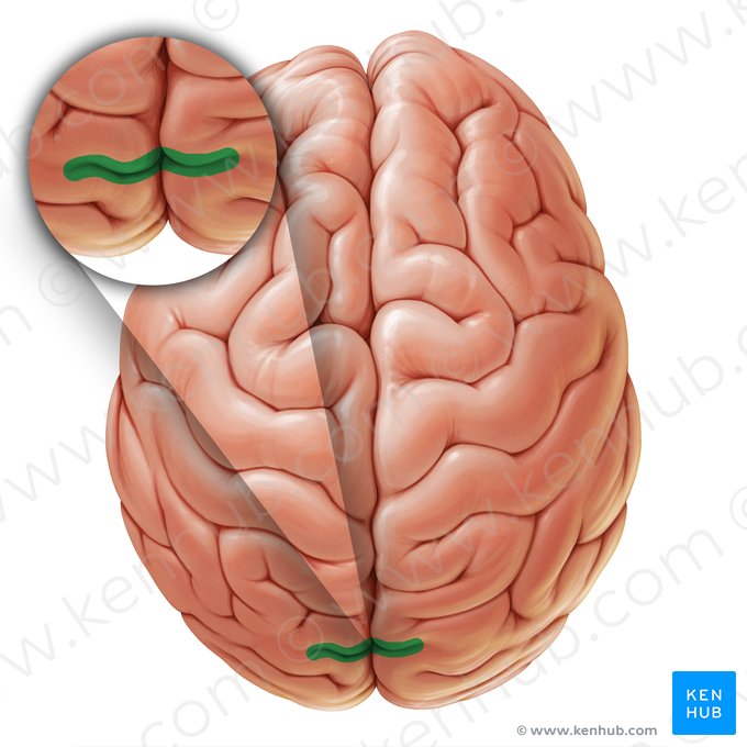 Sulco parieto-occipital (Sulcus parietooccipitalis); Imagem: Paul Kim