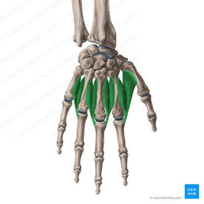 Dorsal interossei muscles of hand (Musculi interossei dorsales manus); Image: Yousun Koh