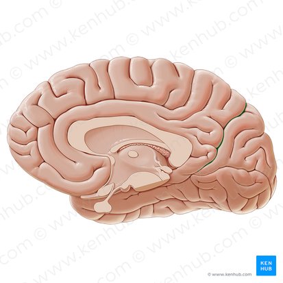 Surco parietooccipital (Sulcus parietooccipitalis); Imagen: Paul Kim