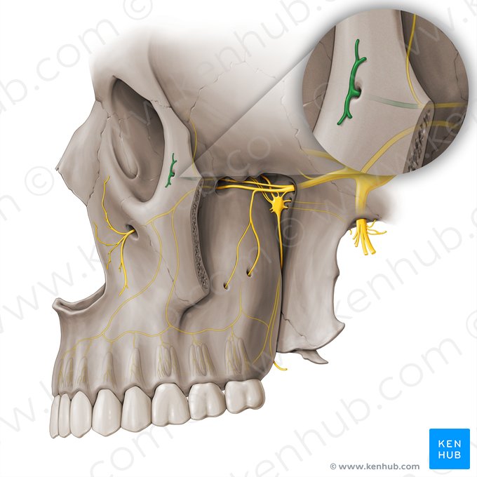 Ramo cigomaticofacial del nervio cigomático (Nervus zygomaticofacialis); Imagen: Paul Kim