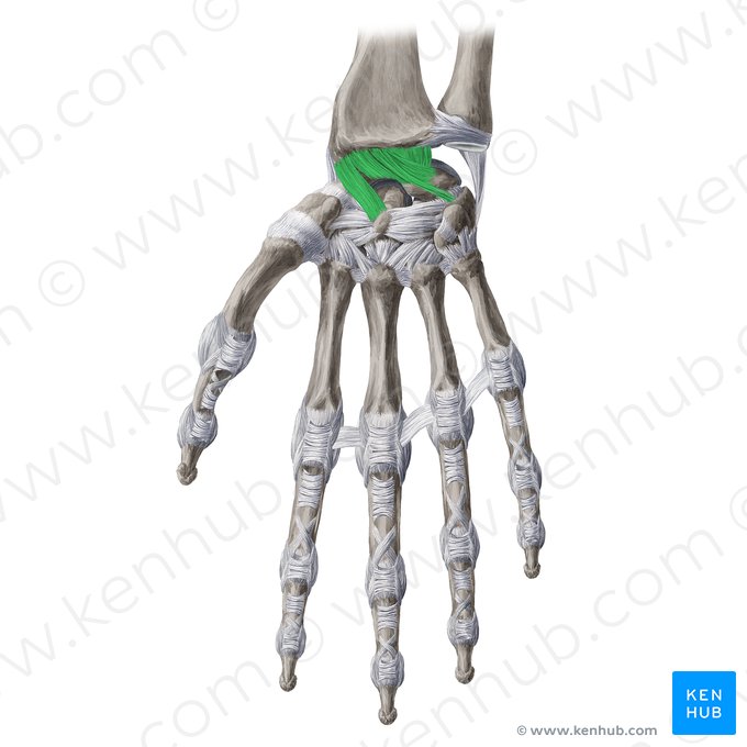 Palmar radiocarpal ligament (Ligamentum radiocarpeum palmare); Image: Yousun Koh