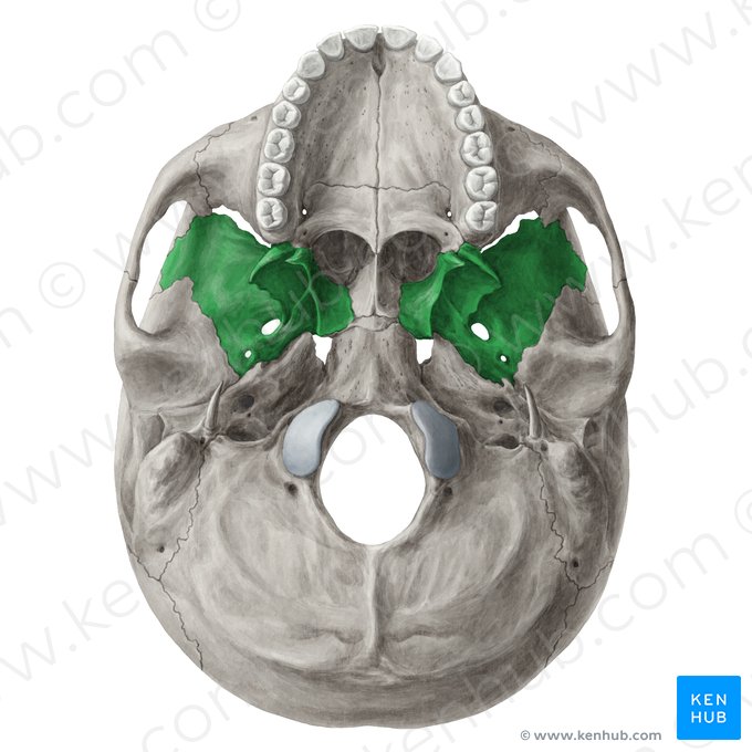 Sphenoid bone (Os sphenoidale); Image: Yousun Koh