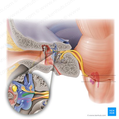 Nervio utricular (Nervus utricularis); Imagen: Paul Kim