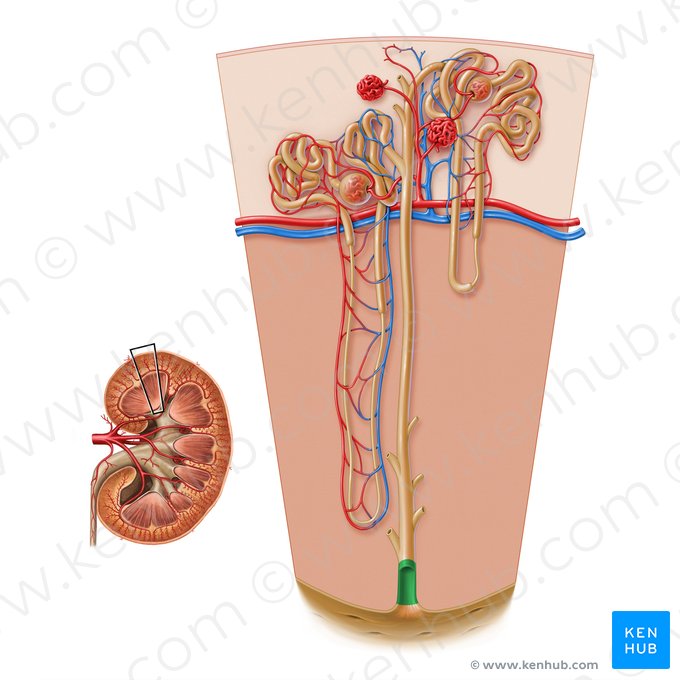 Renal papillary duct (Ductus papillaris renalis); Image: Paul Kim