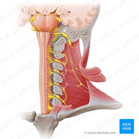 Raíz espinal del nervio accesorio (Radix spinalis nervi accessorii); Imagen: Paul Kim