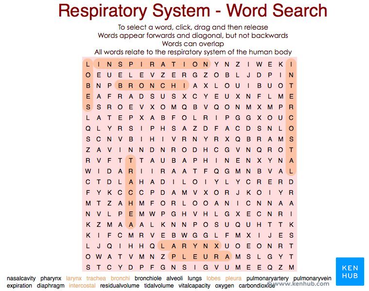 Juego de anatomía sobre el sistema respiratorio