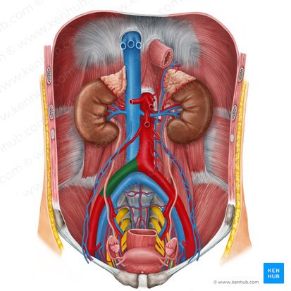 Right common iliac artery (Arteria iliaca communis dextra); Image: Irina Münstermann