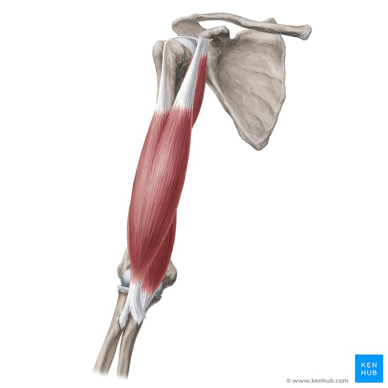 Arm muscles: biceps brachii, coracobrachialis, brachialis, triceps brachii, anconeus