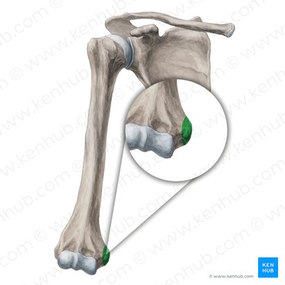 Epicondylus medialis humeri (Innerer Obergelenkknorren des Oberarmknochens); Bild: Yousun Koh