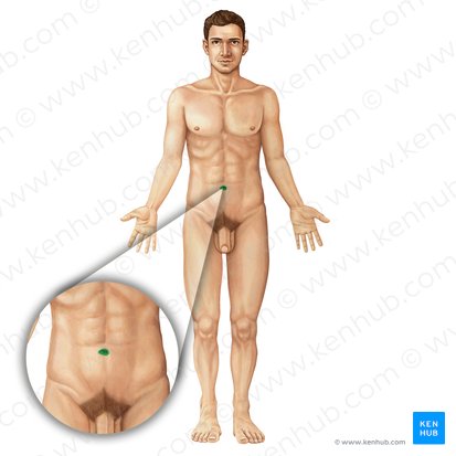 Ombligo (Umbilicus); Imagen: Irina Münstermann
