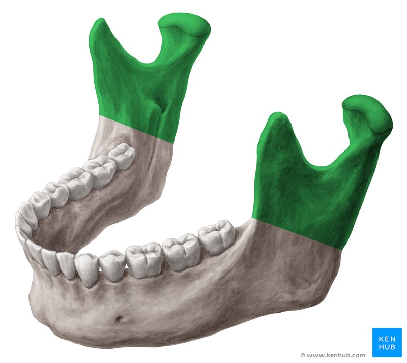 The mandible Anatomy, structure, function Kenhub