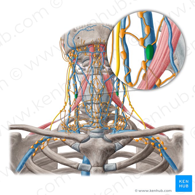 Ganglios linfáticos yúguloomohioideos (Nodi lymphoidei juguloomohyoidei); Imagen: Yousun Koh