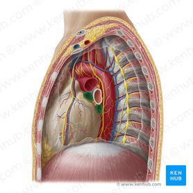 Venae pulmonales sinistrae (Linke Lungenvenen); Bild: Yousun Koh