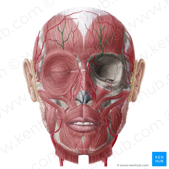 Supraorbital artery (Arteria supraorbitalis); Image: Yousun Koh