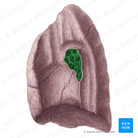 Hilo do pulmão direito (Hilum pulmonis dextri); Imagem: Yousun Koh