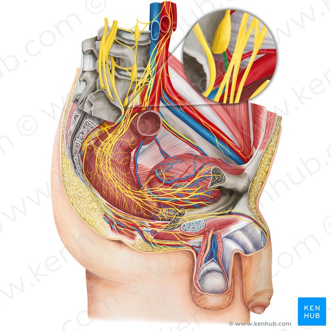 Sacral splanchnic nerve (Nervus splanchnicis sacralis); Image: Irina Münstermann