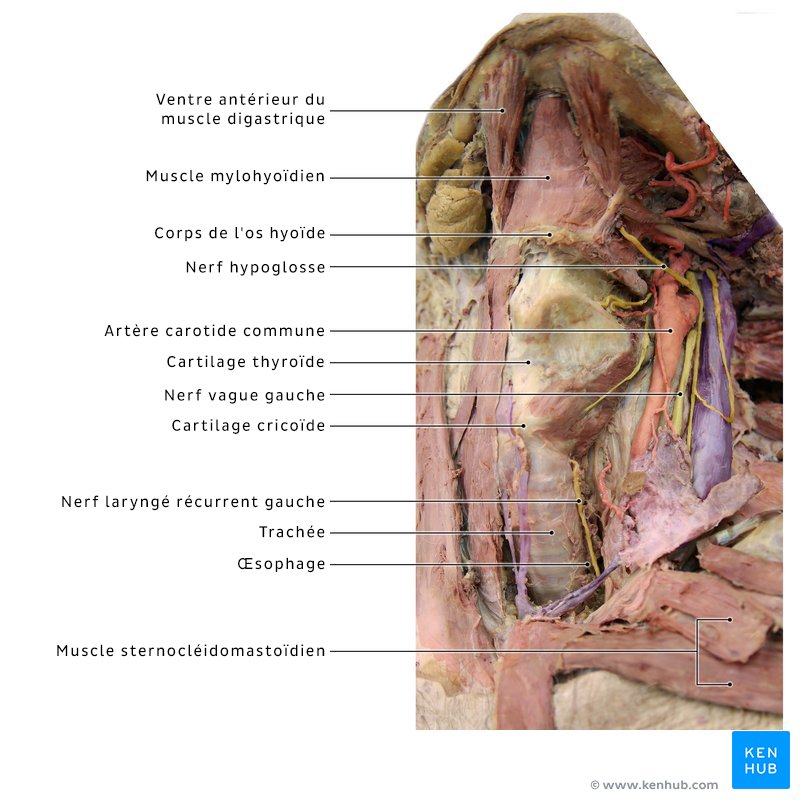 Viscères du cou dans un cadavre