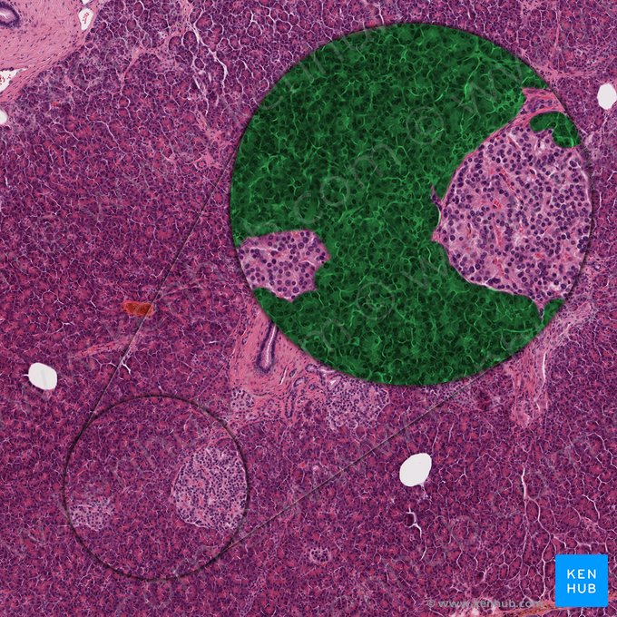 Exocrine component of pancreas (Pars exocrina pancreatis); Image: 