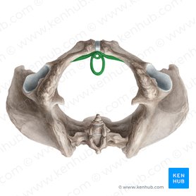External urethral sphincter (female) (Musculus sphincter urethrae externus (femininus)); Image: Liene Znotina
