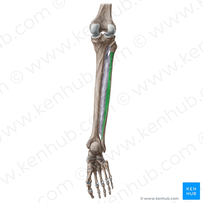 Cara posterior de la fíbula (Facies posterior fibulae); Imagen: Liene Znotina