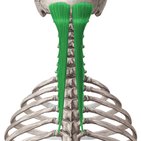 Semispinalis capitis muscle