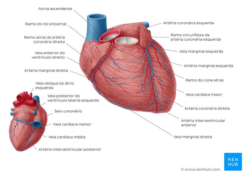 Coração anatomia, função, valvas e vasos sanguíneos Kenhub