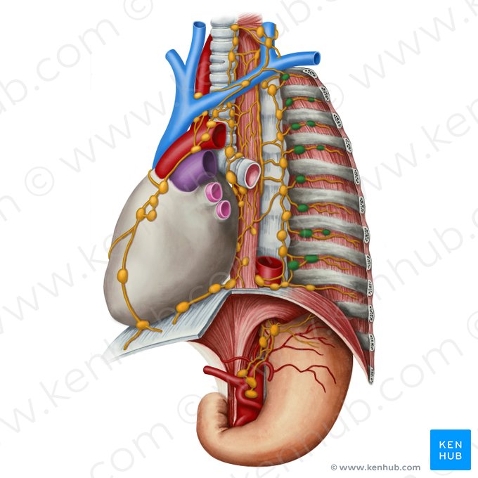 Intercostal lymph nodes (Nodi lymphoidei intercostales); Image: Irina Münstermann