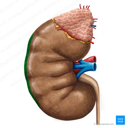 Borde lateral del riñón (Margo lateralis renis); Imagen: Irina Münstermann