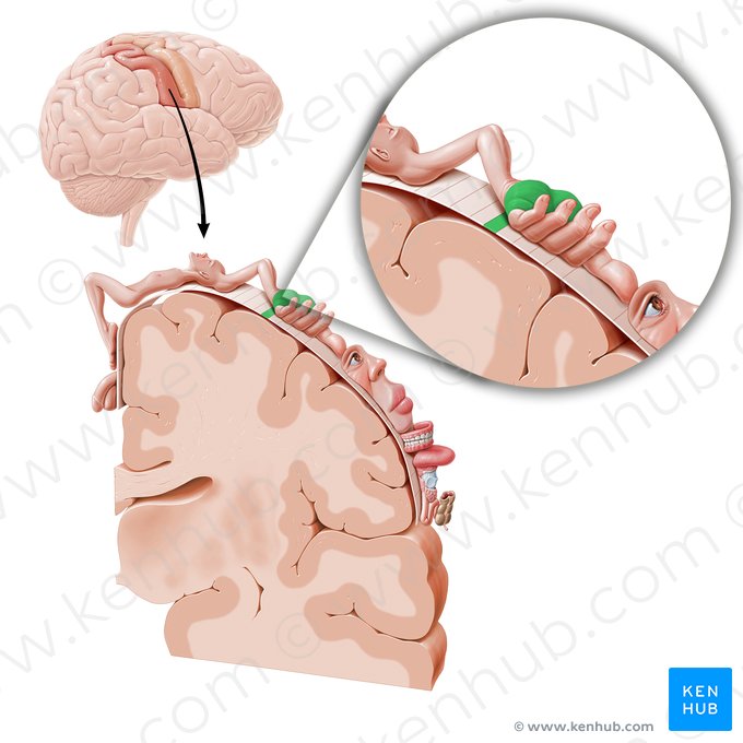 Córtex sensorial da mão (Cortex sensorius regionis metacarpi); Imagem: Paul Kim