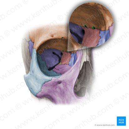 Foramina ethmoidalia anterius et posterius (Vorderes und hinteres Foramen ethmoidale); Bild: Paul Kim