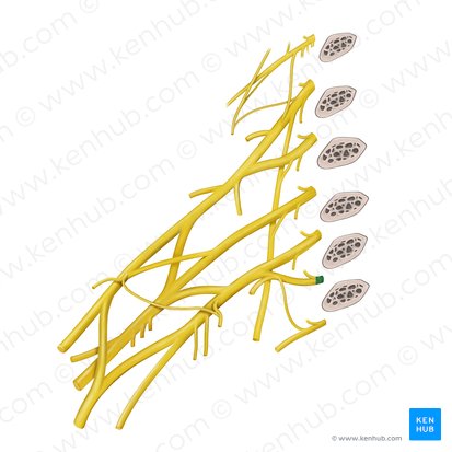 Spinal nerve T1 (Nervus spinalis T1); Image: Begoña Rodriguez