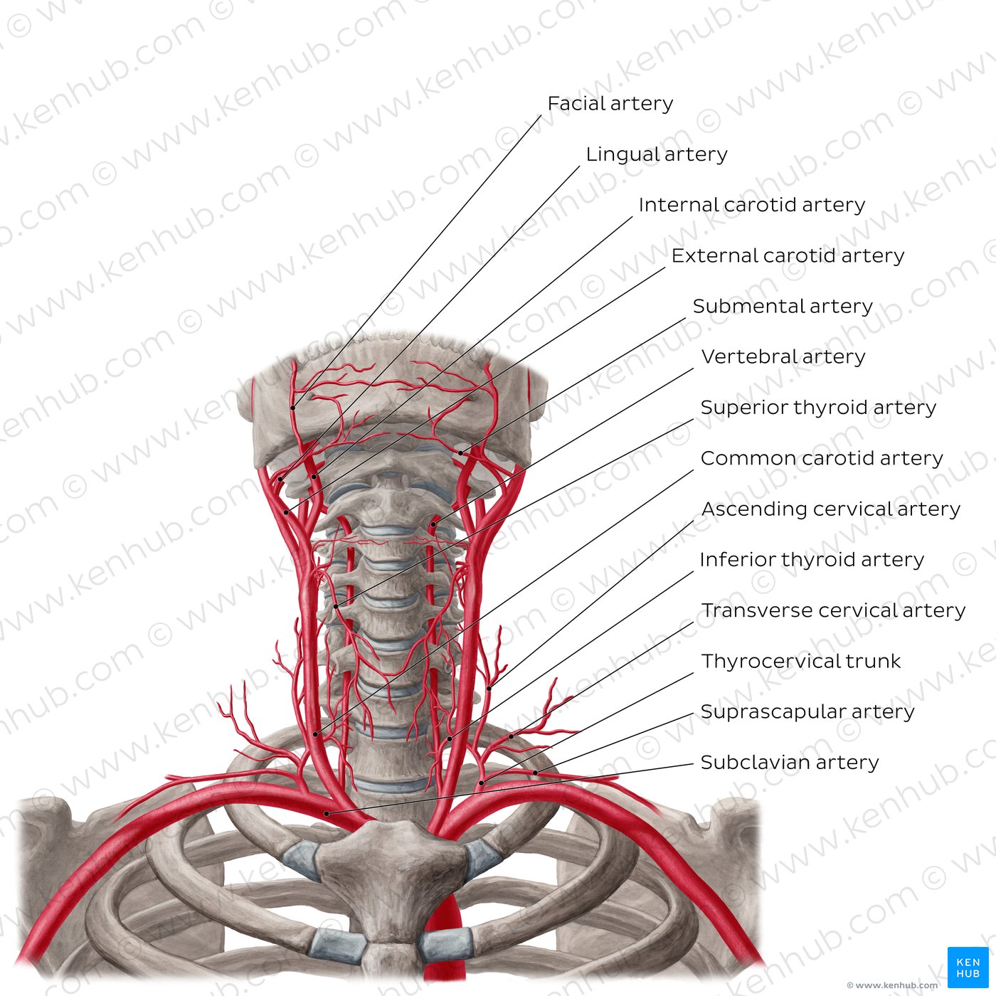 Anterior view of the mandible, cervical spine and ribs focusing on the arteries of the neck.