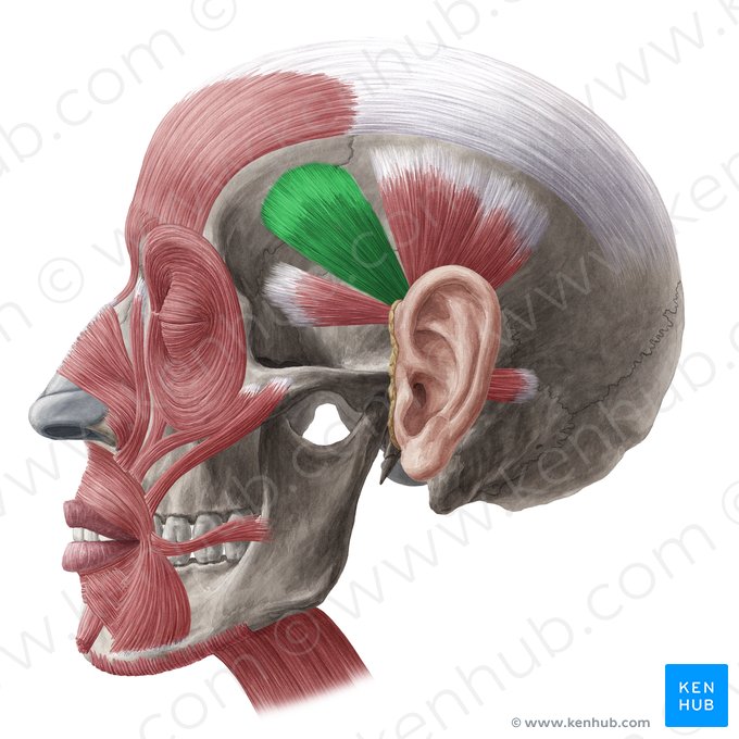 Músculo temporoparietal (Musculus temporoparietalis); Imagen: Yousun Koh