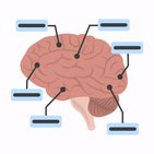 Anatomía funcional del cerebro